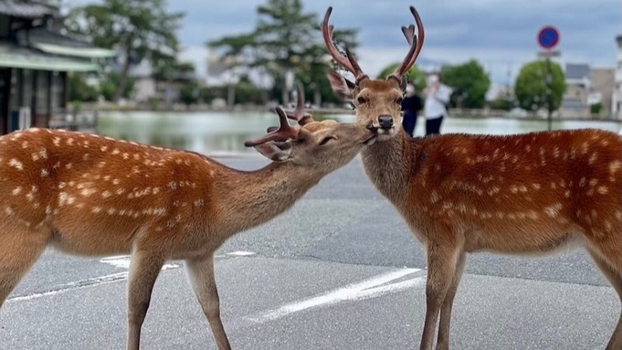 【鹿さん応援プロジェクト】SAVE THE DEER《鹿の子模様の風呂敷付き》/2食付